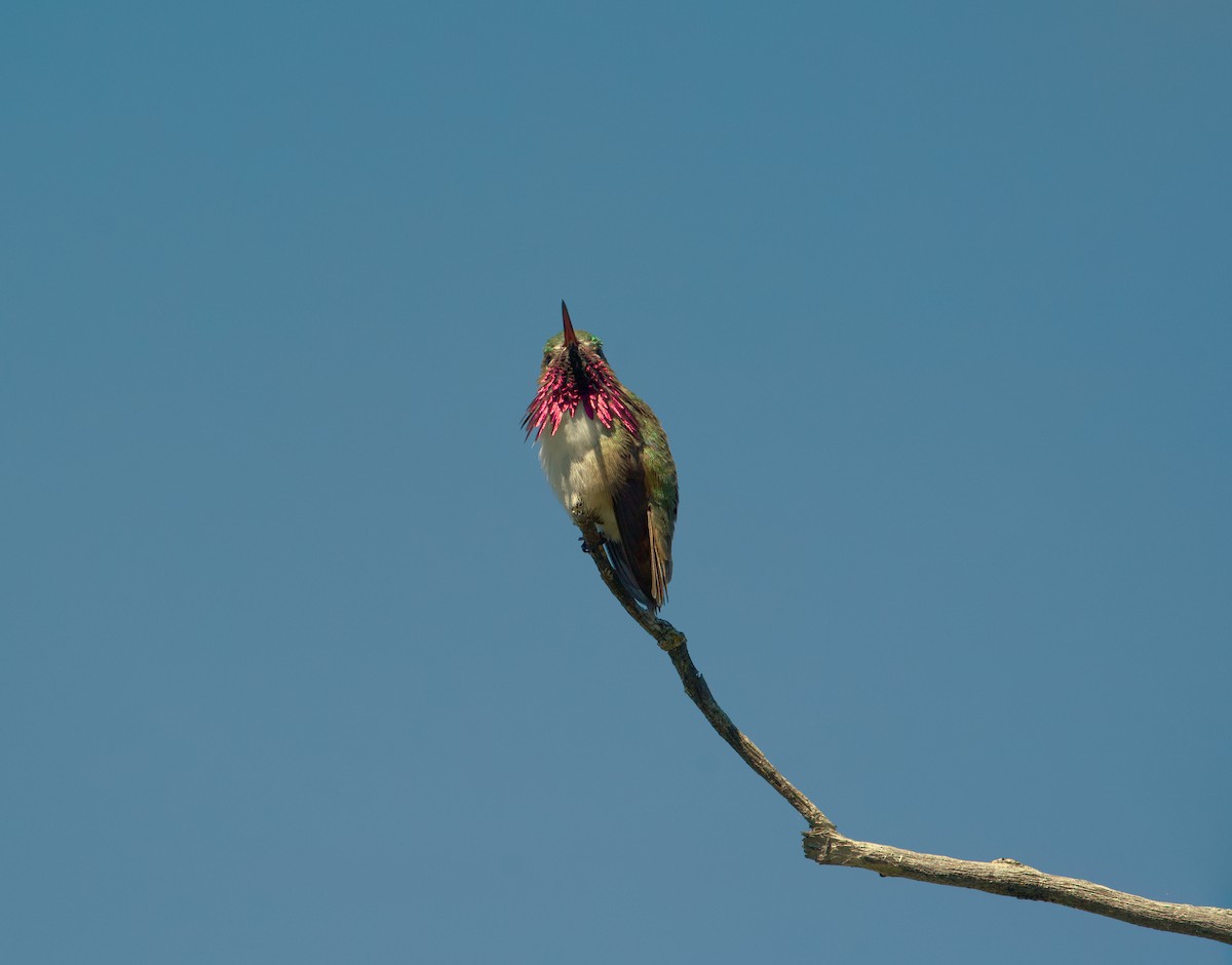 Calliope Hummingbird - ML620052181