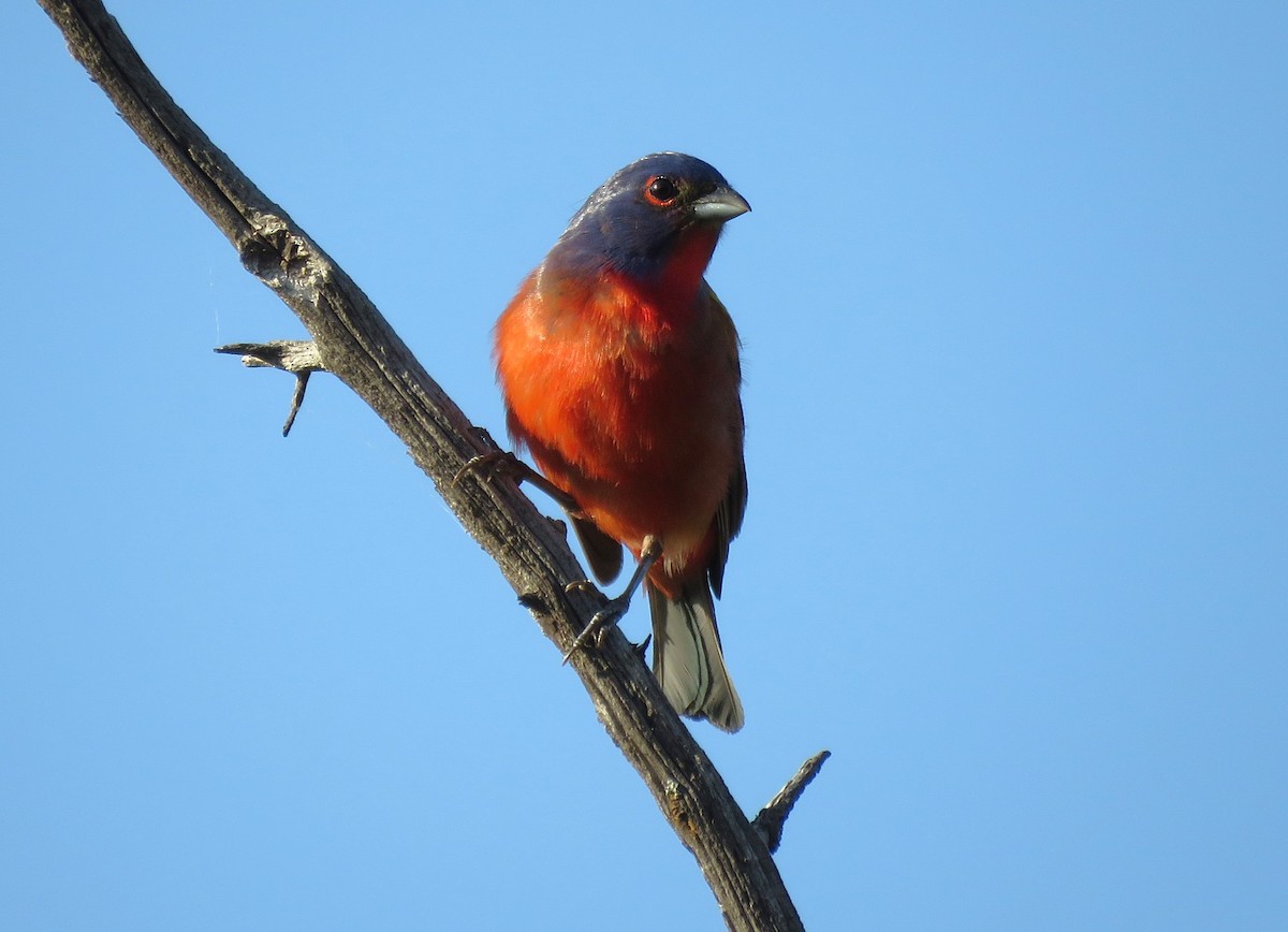 Painted Bunting - ML620052188