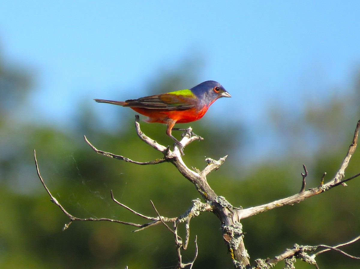 Painted Bunting - ML620052190