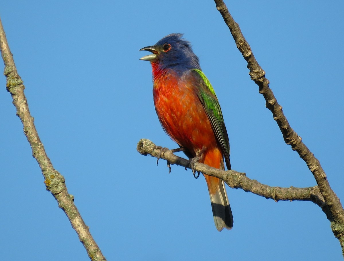 Painted Bunting - ML620052191