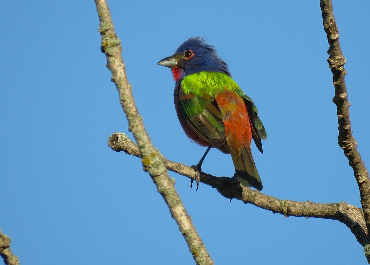 Painted Bunting - ML620052192