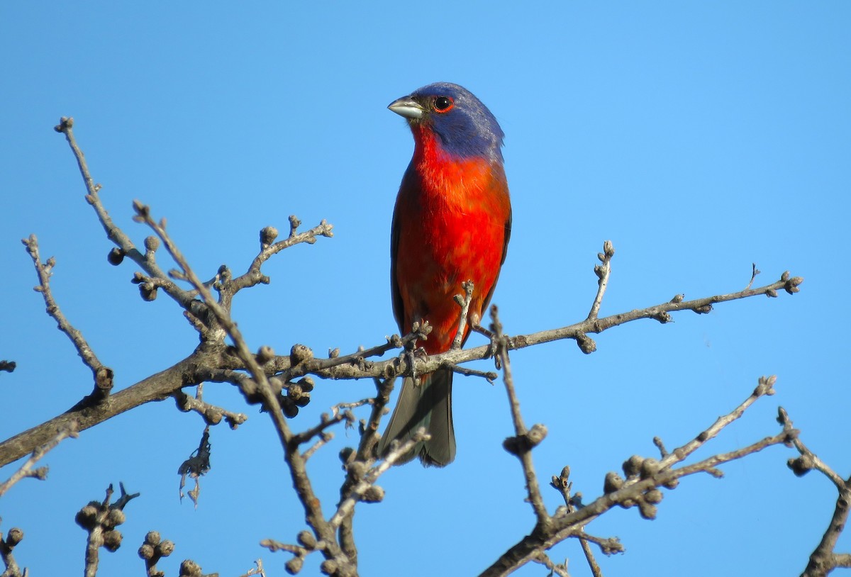 Painted Bunting - ML620052193