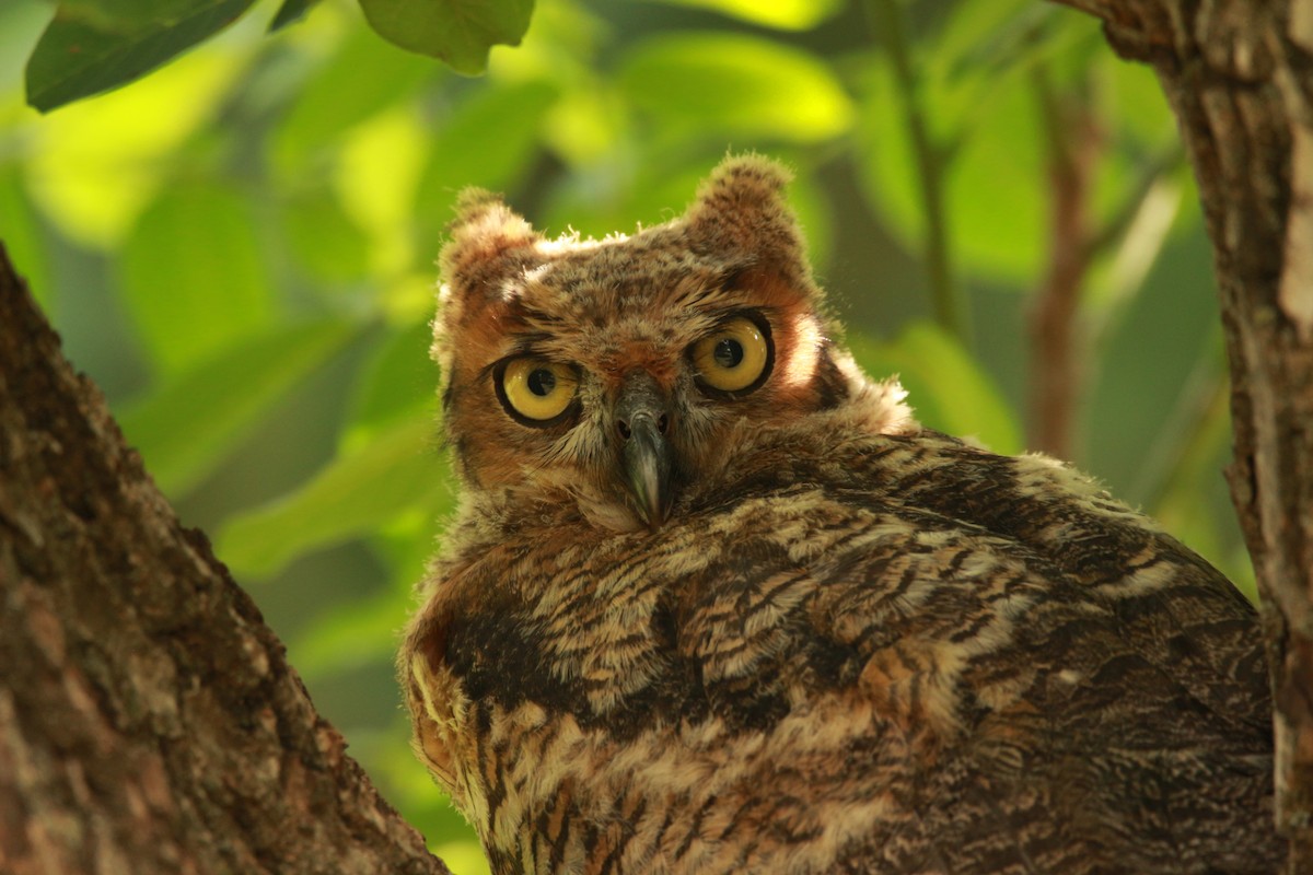 Great Horned Owl - ML620052206