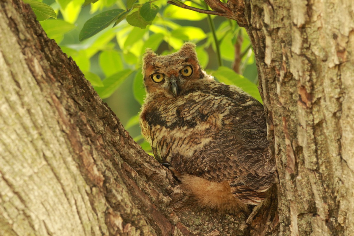 Great Horned Owl - ML620052207