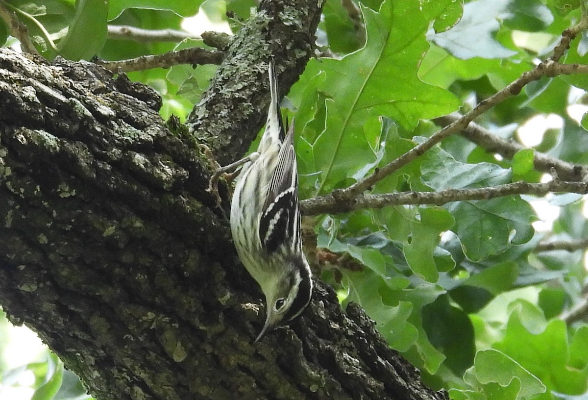 Black-and-white Warbler - ML620052210
