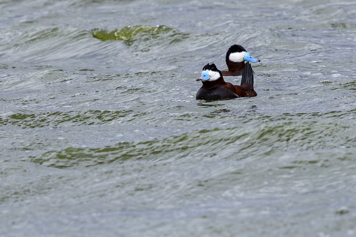 Ruddy Duck - ML620052228