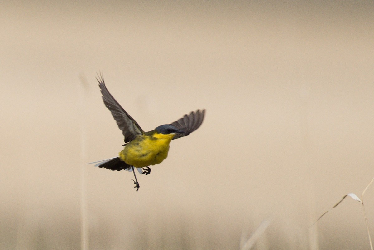 Eastern Yellow Wagtail (Manchurian) - ML620052231