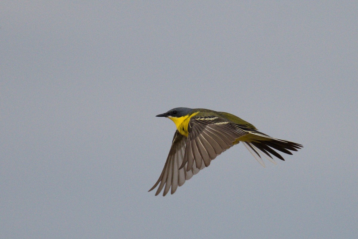 Eastern Yellow Wagtail (Manchurian) - ML620052244