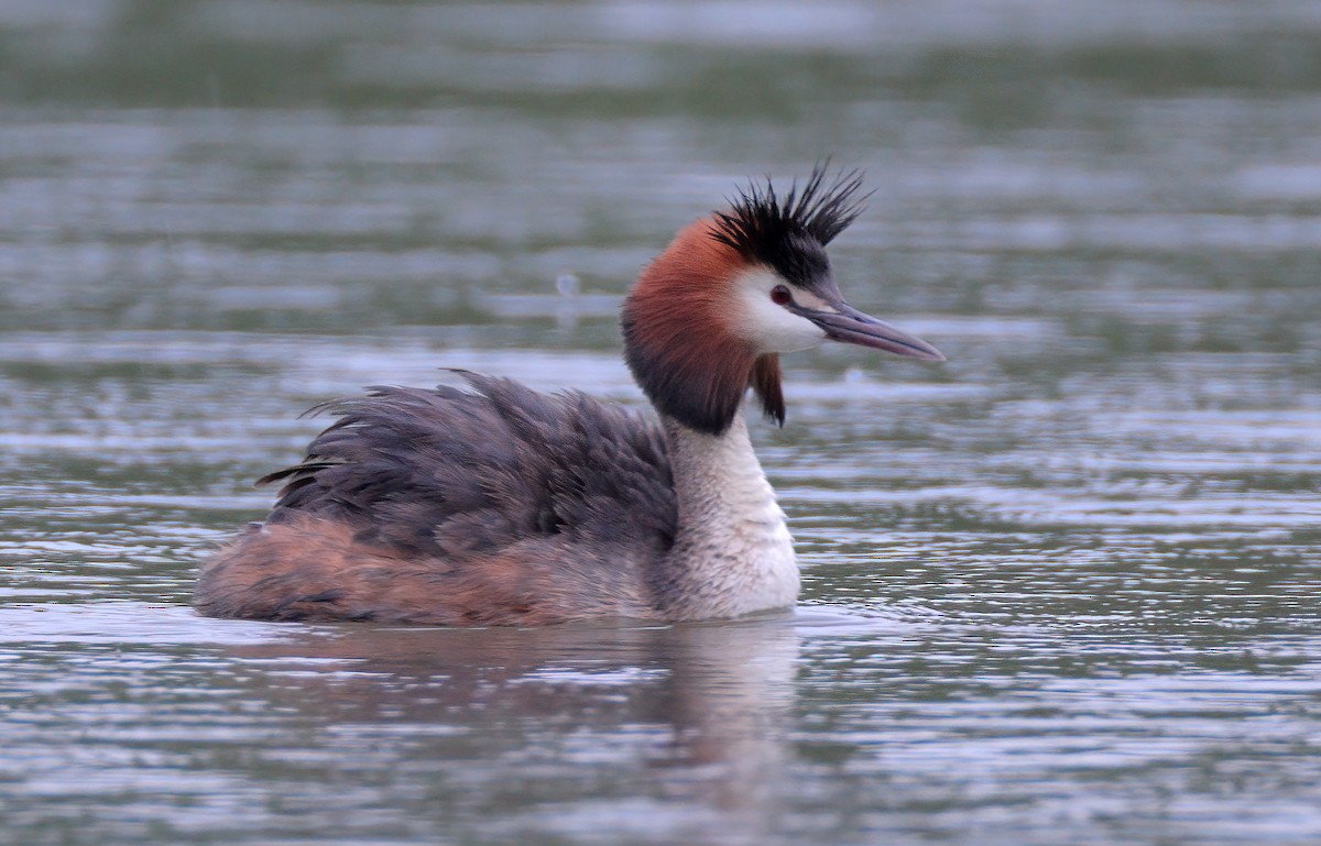Great Crested Grebe - ML620052260
