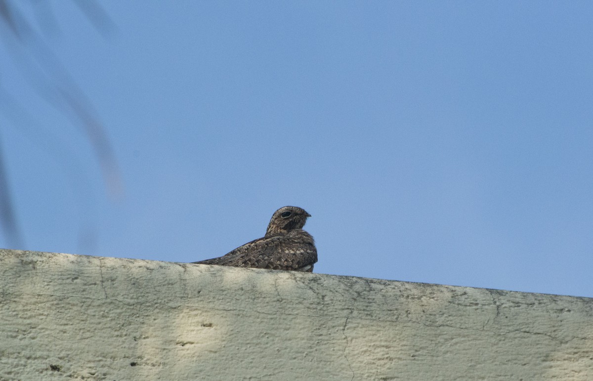 Lesser Nighthawk - Mauricio Rodriguez