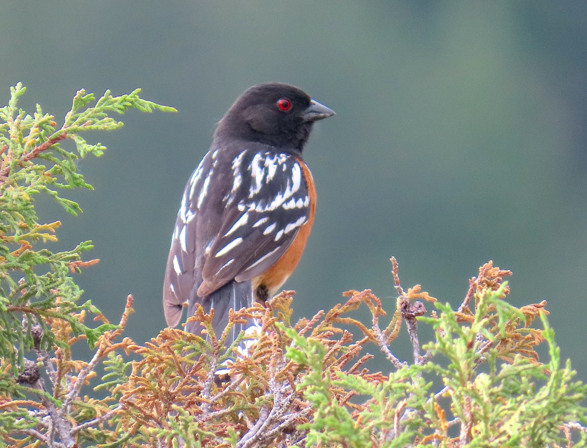 Spotted Towhee - ML620052271