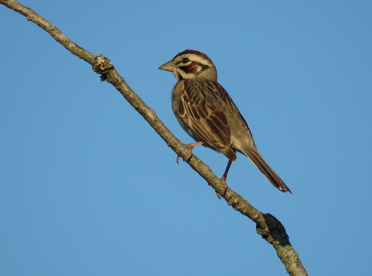 Lark Sparrow - ML620052273