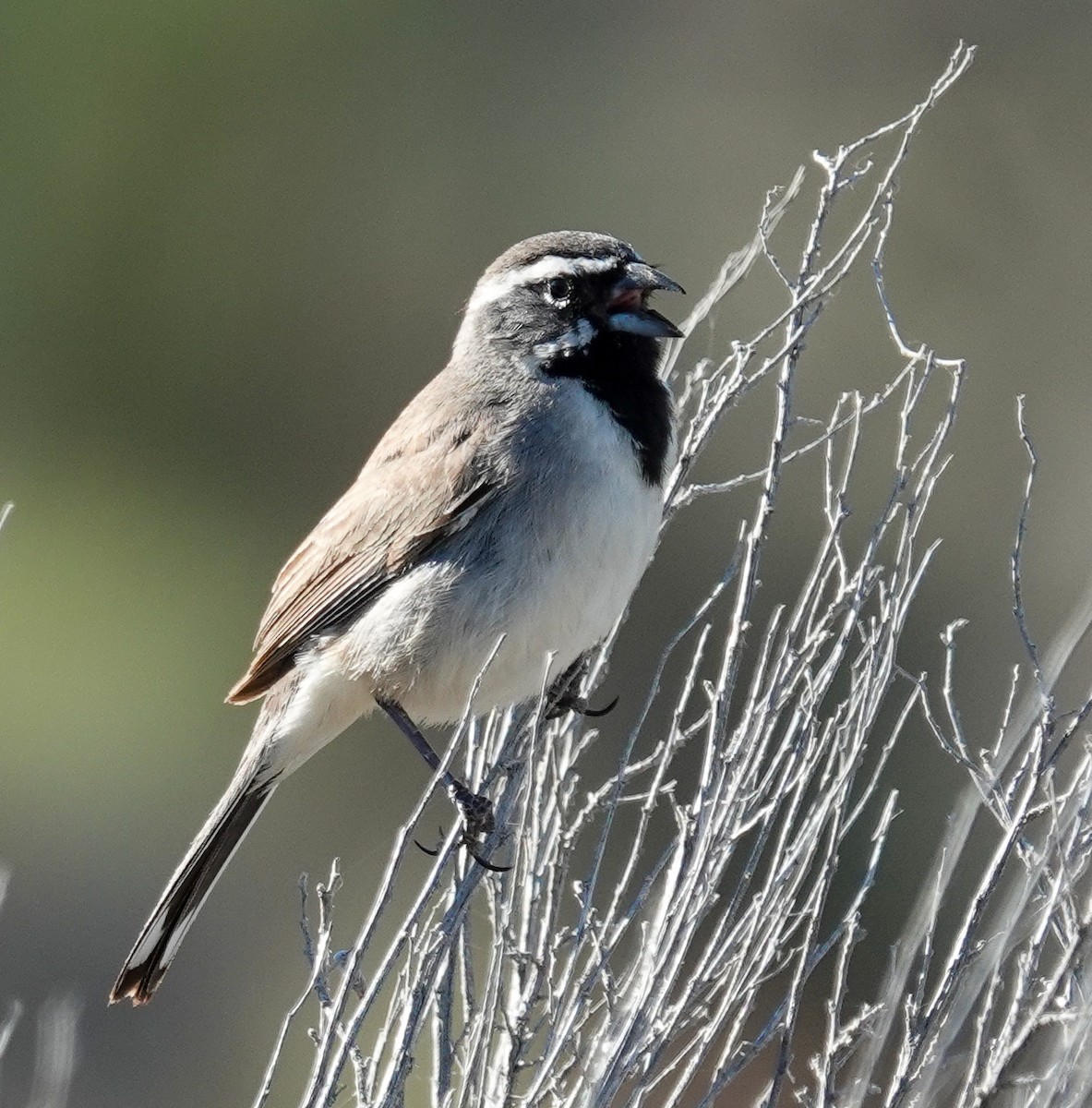 Black-throated Sparrow - ML620052293