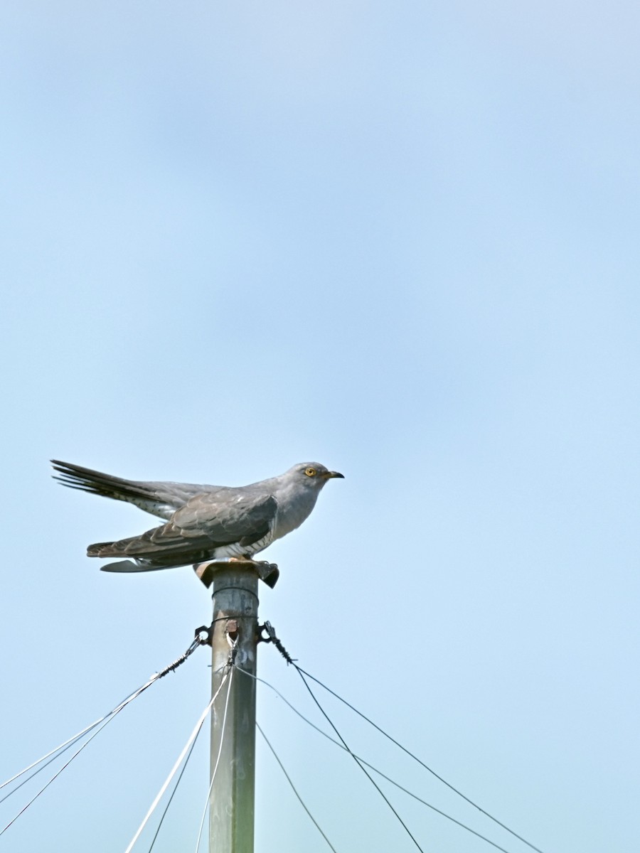 Common Cuckoo - ML620052296