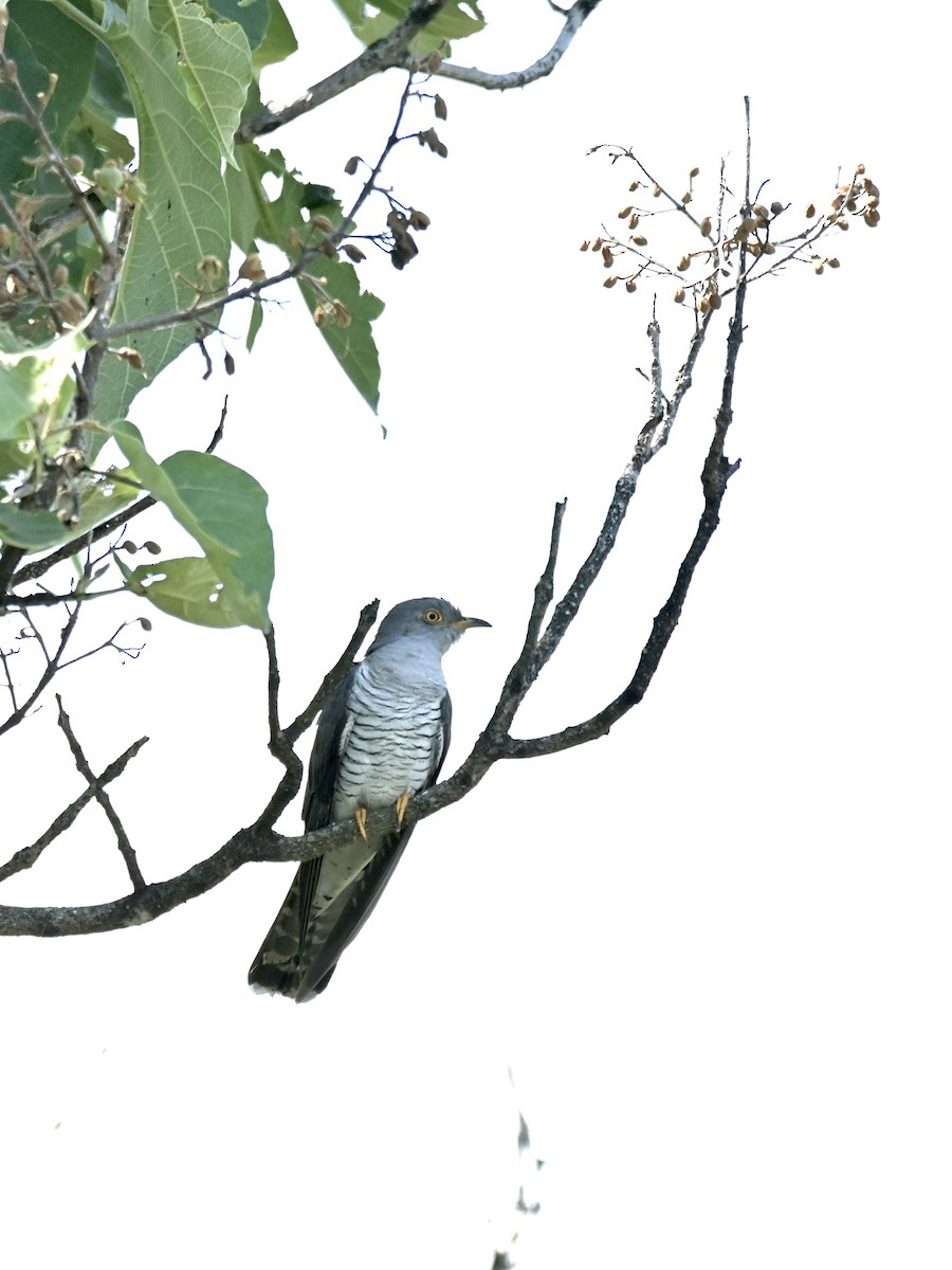 Common Cuckoo - ML620052297