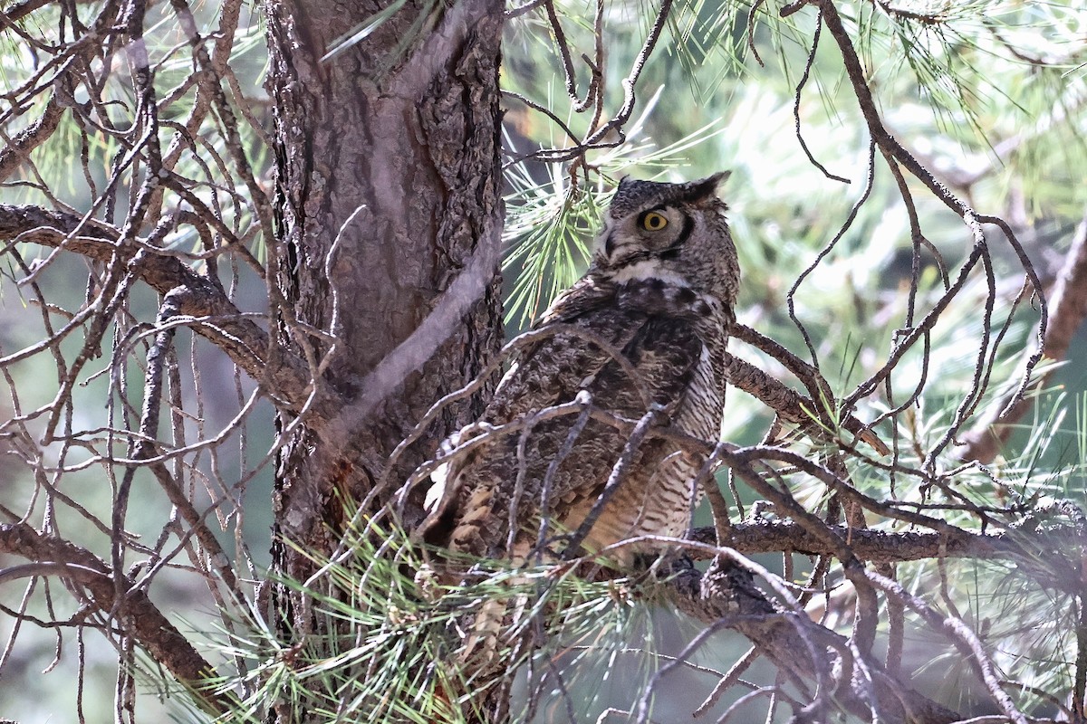 Great Horned Owl - Sky Schipper