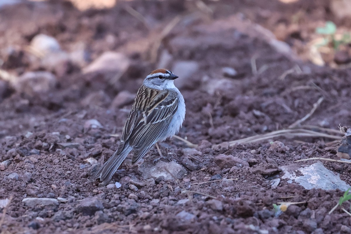 Chipping Sparrow - ML620052324