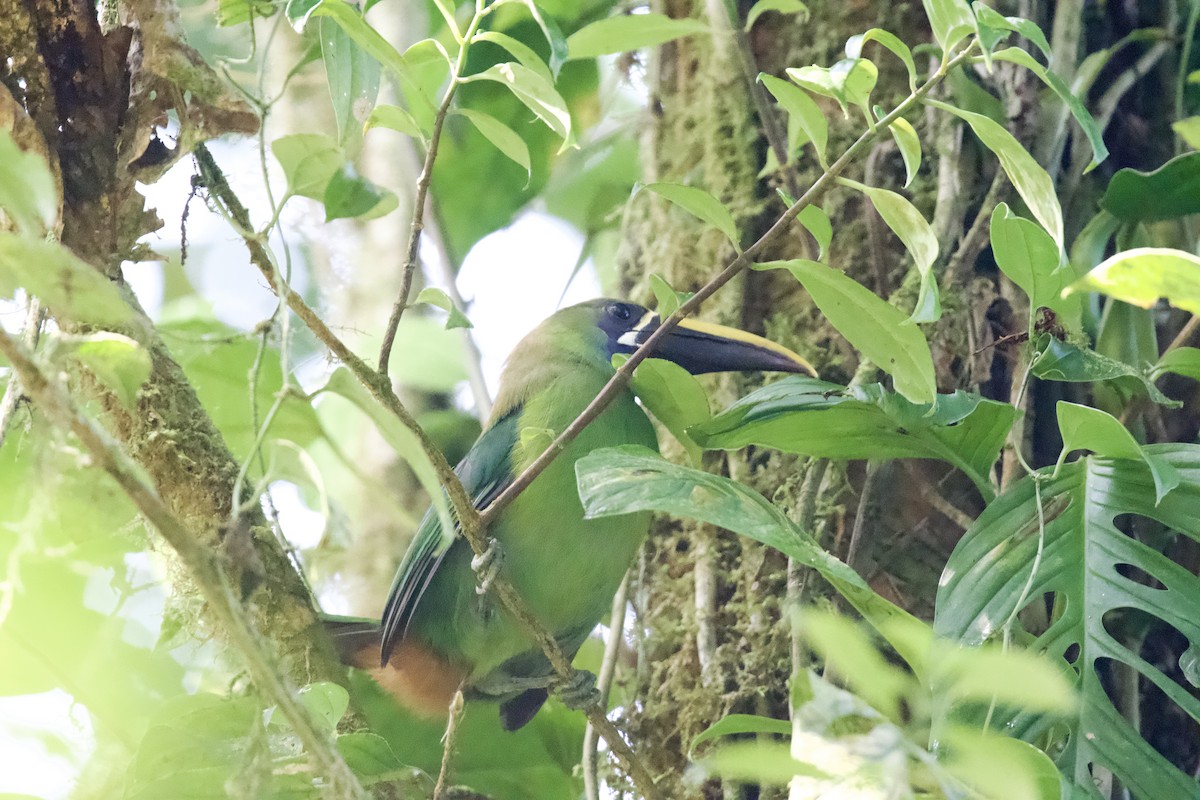 Northern Emerald-Toucanet - ML620052325