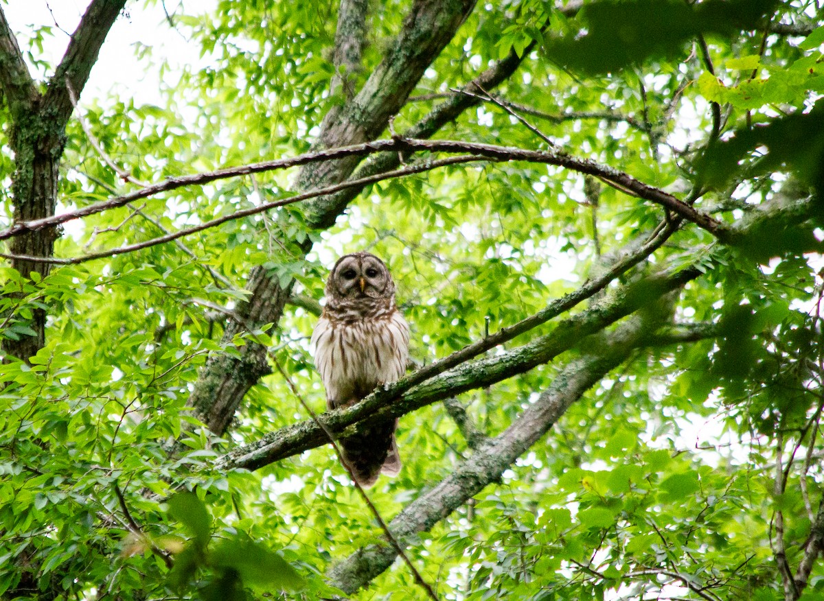 Barred Owl - ML620052327