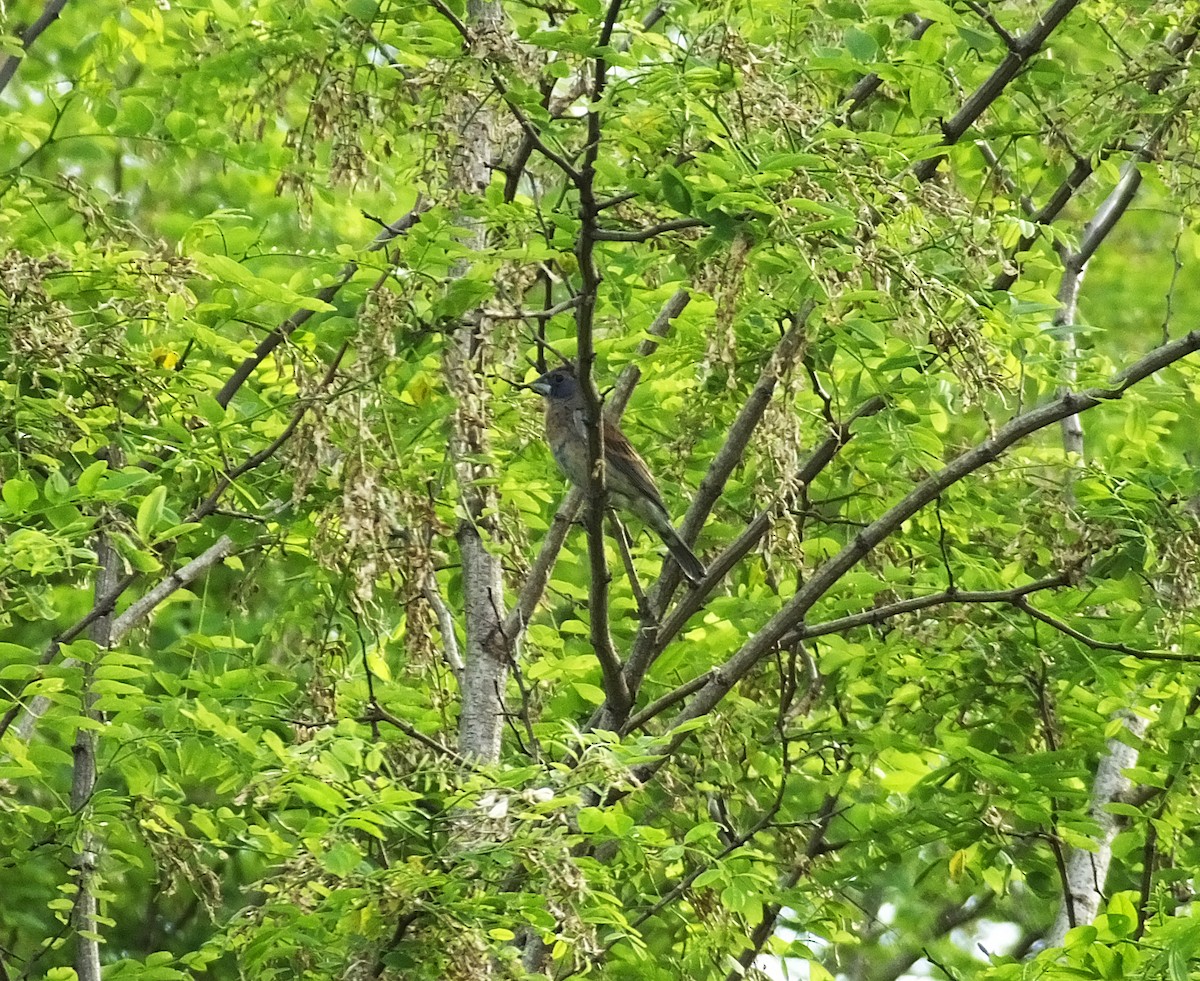 Blue Grosbeak - ML620052330