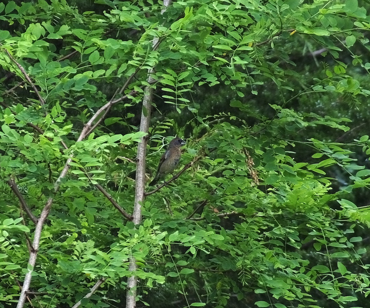 Blue Grosbeak - ML620052331