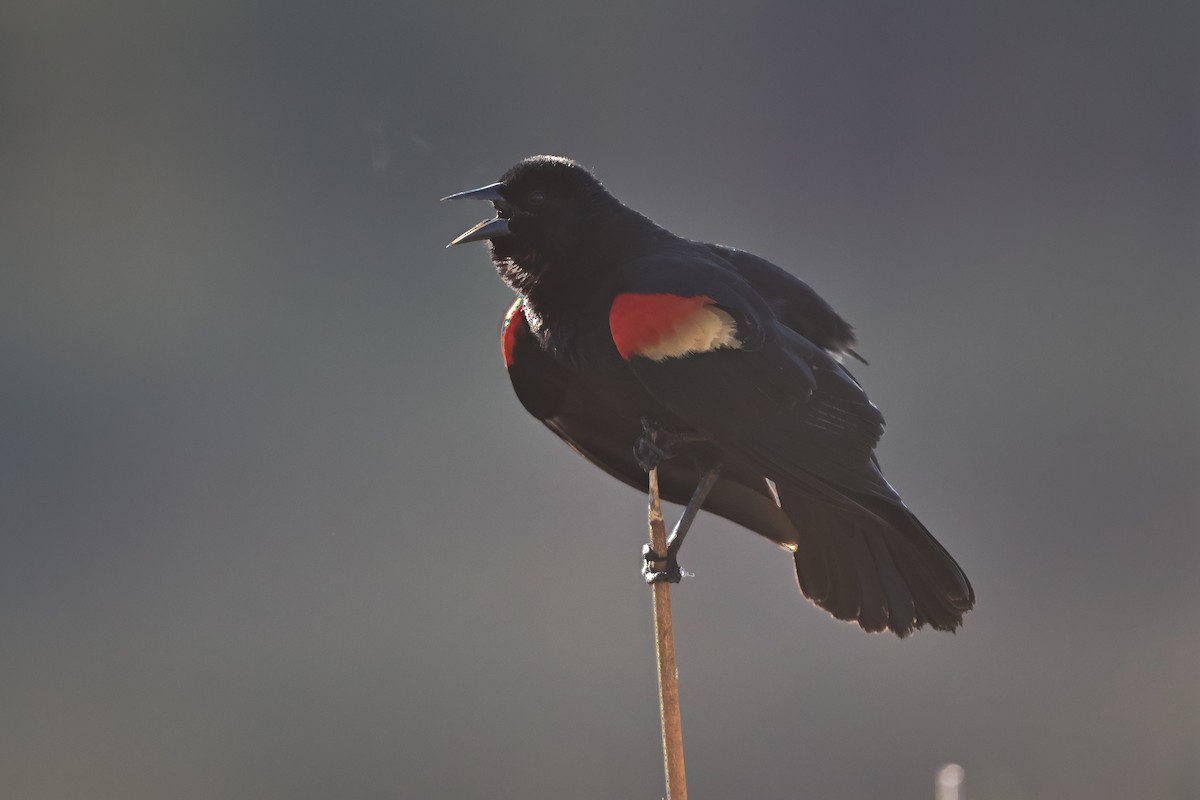 Red-winged Blackbird - ML620052335