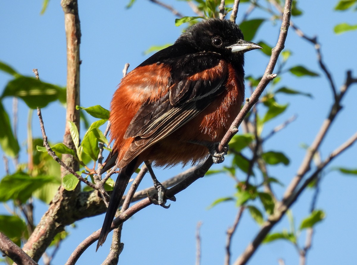 Orchard Oriole - ML620052345