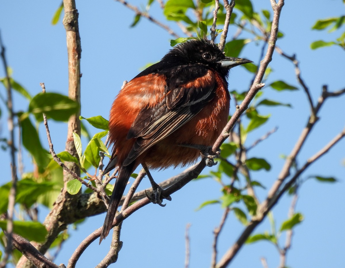 Orchard Oriole - ML620052346