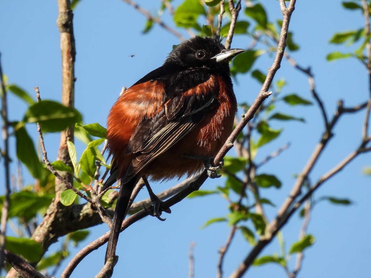 Orchard Oriole - ML620052347