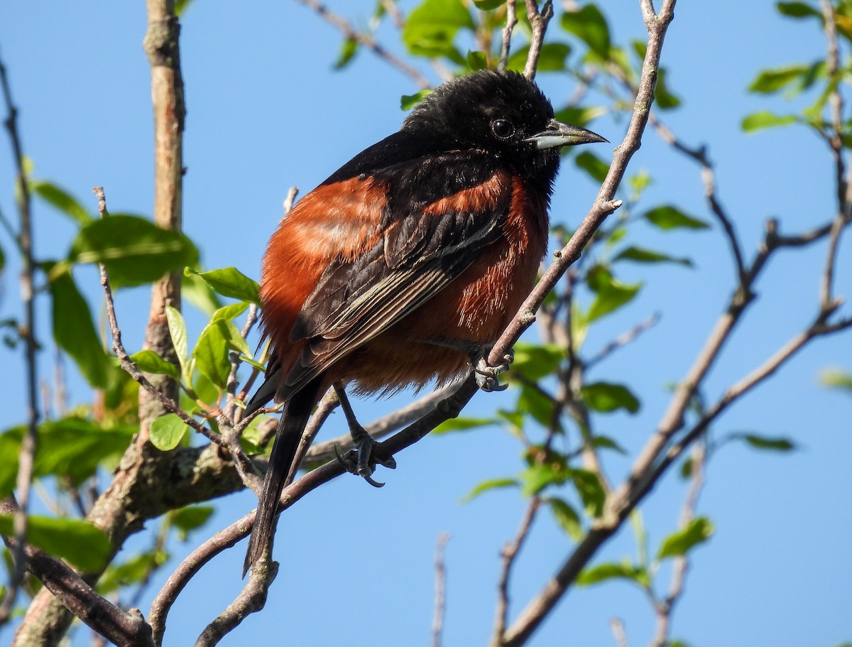 Orchard Oriole - ML620052353
