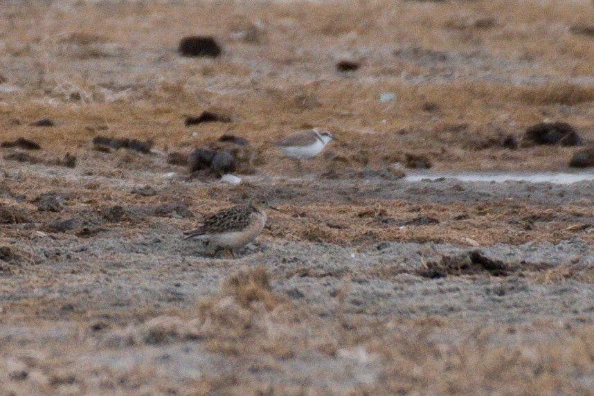 Buff-breasted Sandpiper - ML620052411