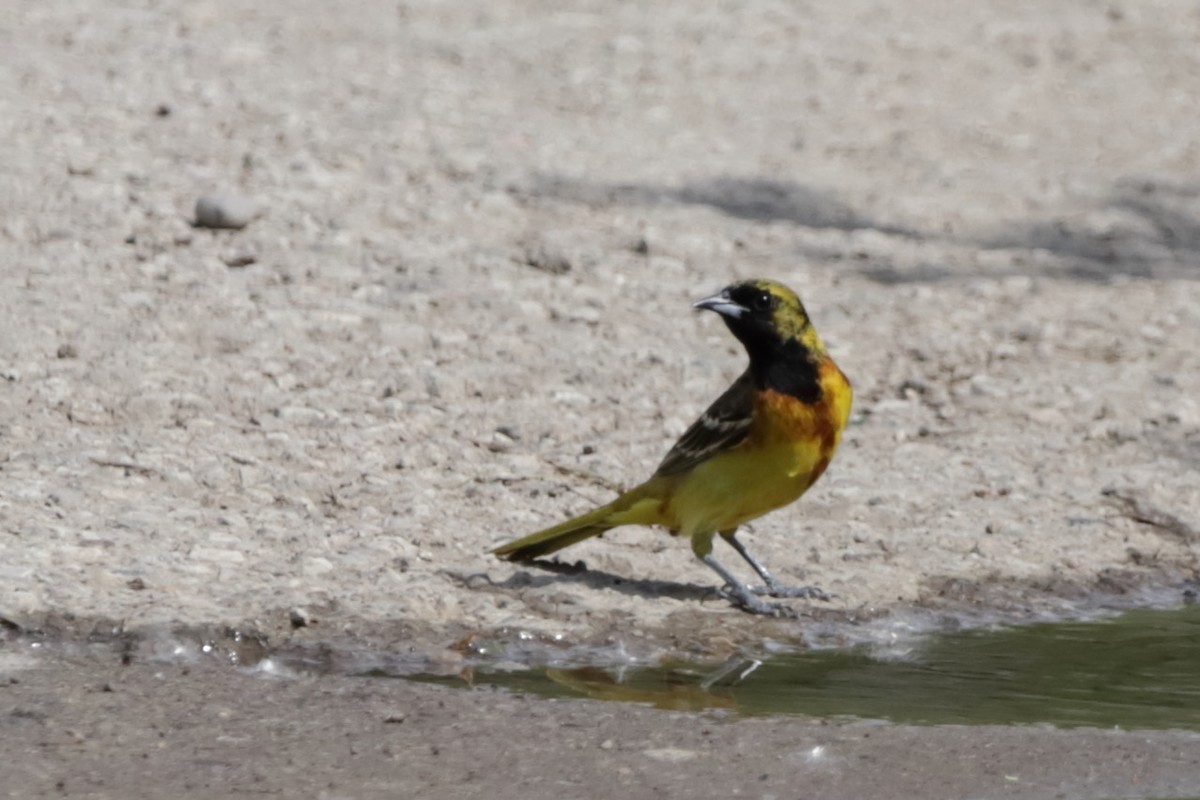 Orchard Oriole - ML620052416