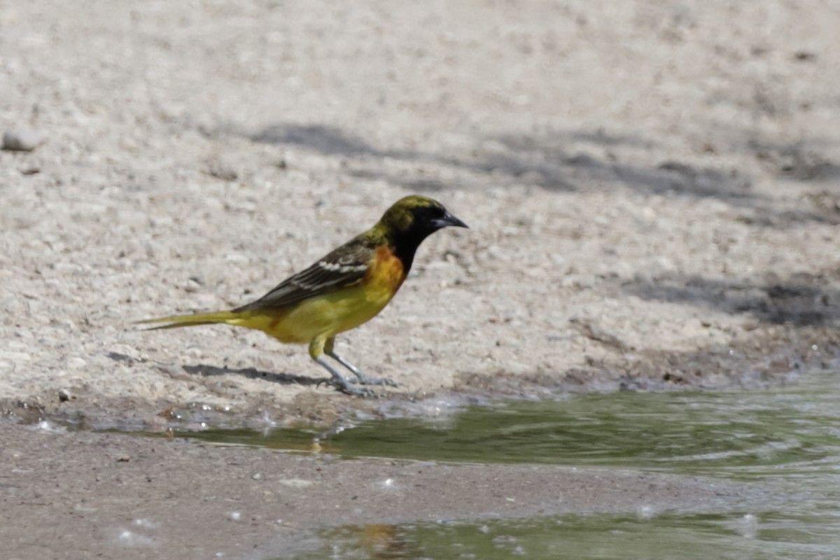 Orchard Oriole - ML620052417
