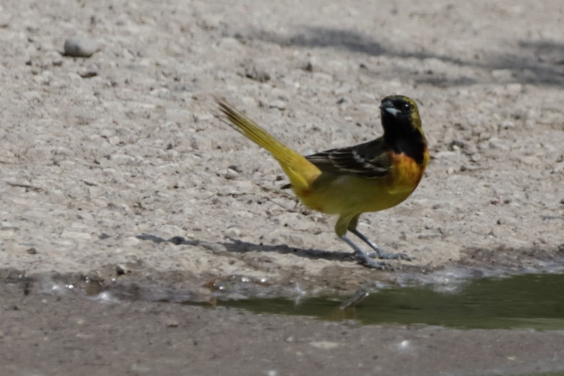 Orchard Oriole - ML620052418