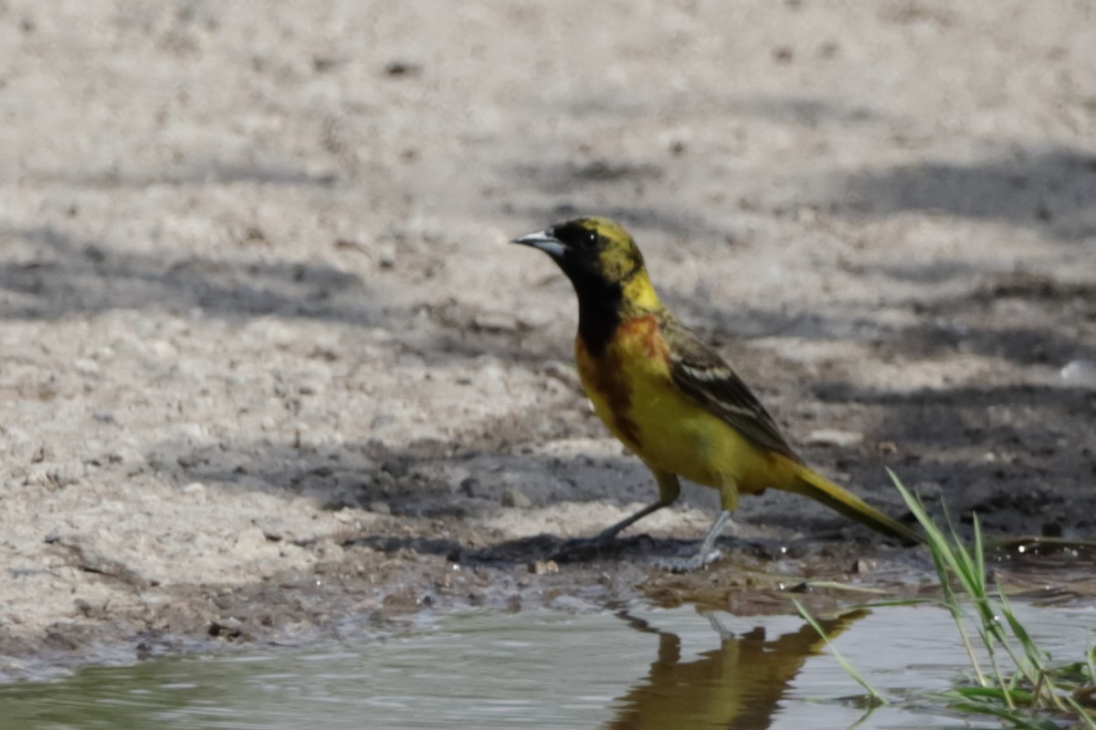 Orchard Oriole - ML620052419