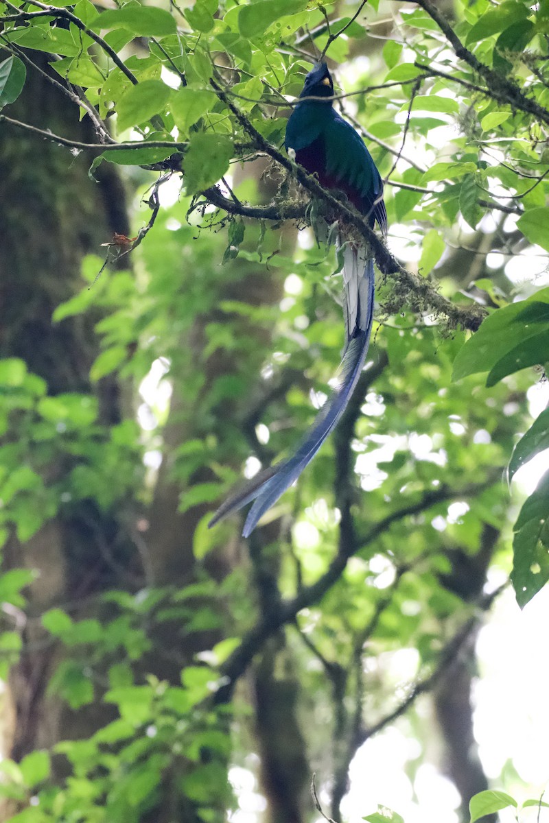 Quetzal Guatemalteco - ML620052438