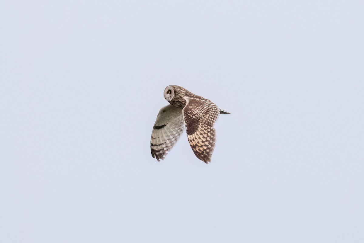 Short-eared Owl - ML620052444