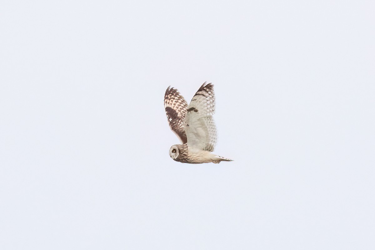 Short-eared Owl - ML620052445