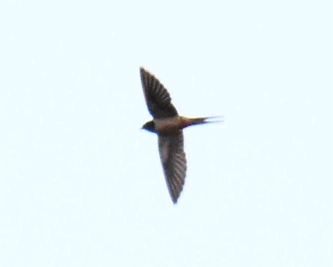 Barn Swallow - ML620052480