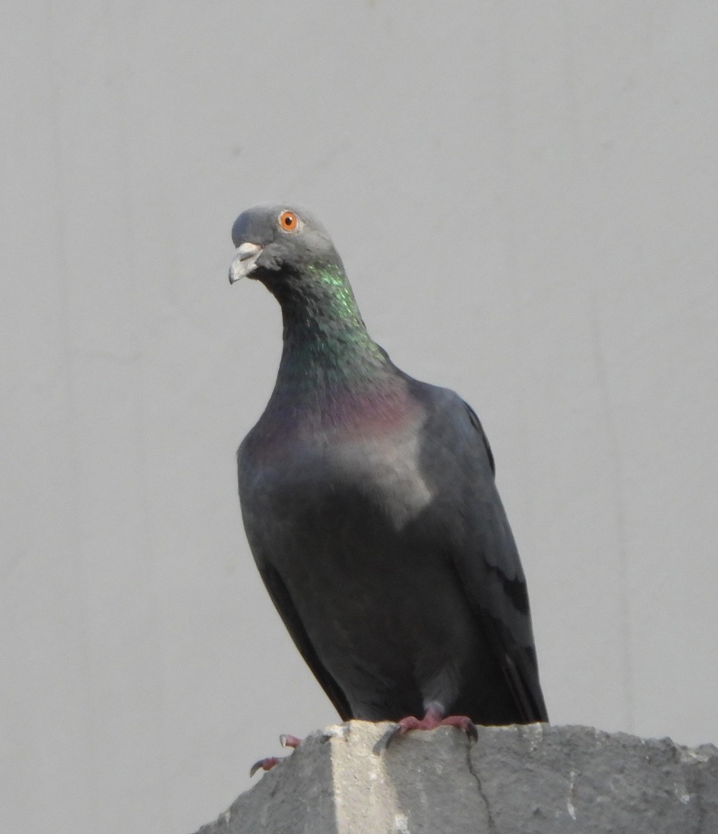 Rock Pigeon (Feral Pigeon) - ML620052498