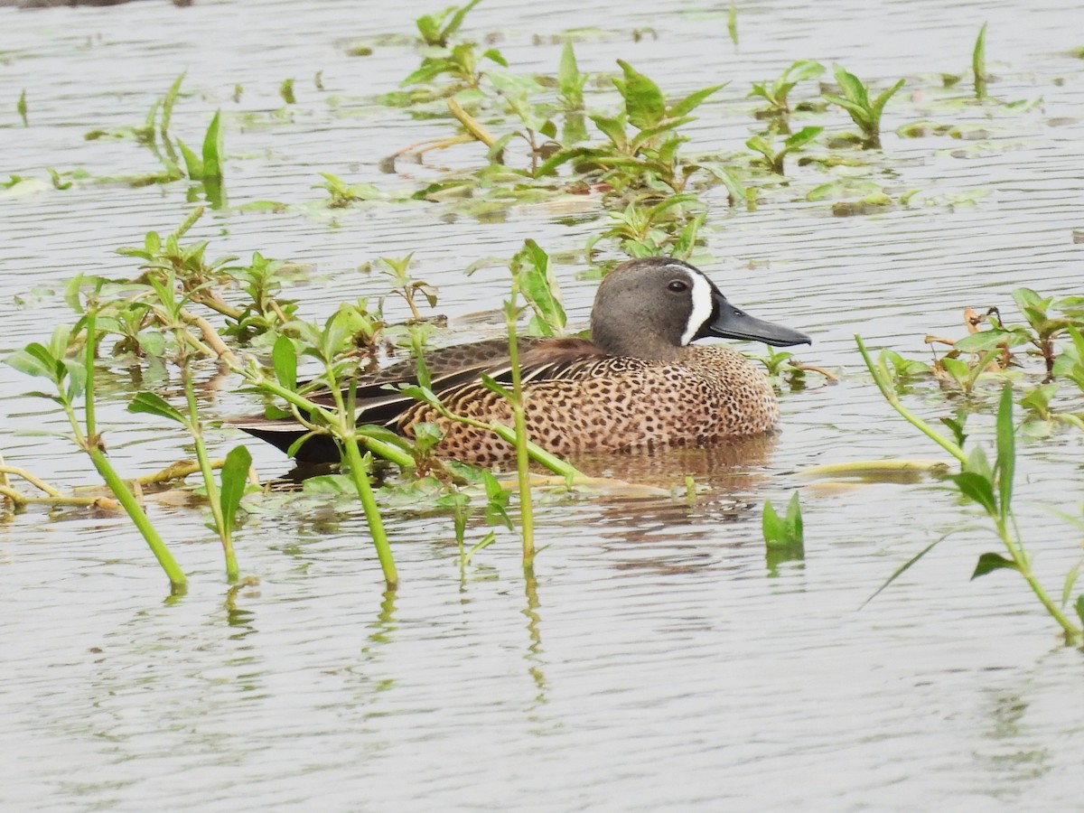Blue-winged Teal - ML620052506
