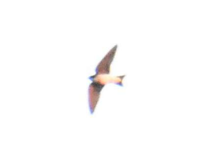 Tree Swallow - ML620052509