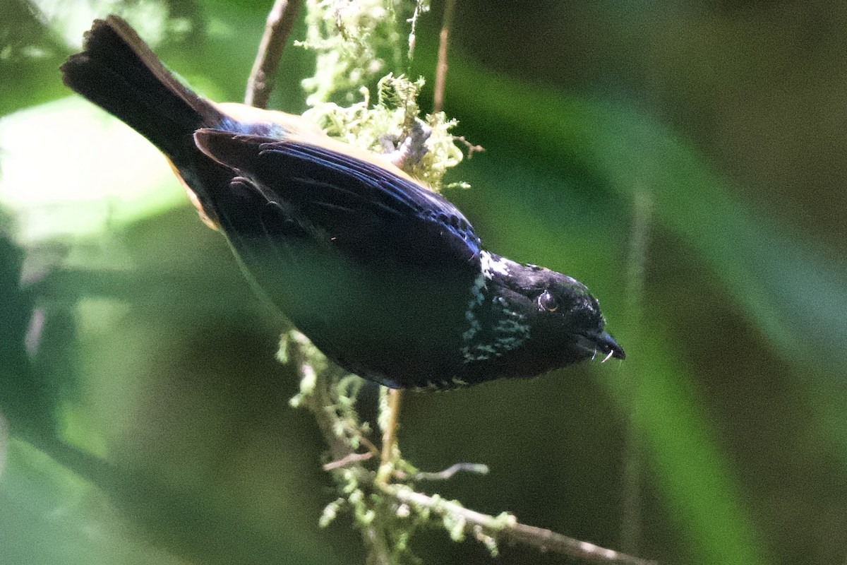 Spangle-cheeked Tanager - ML620052515