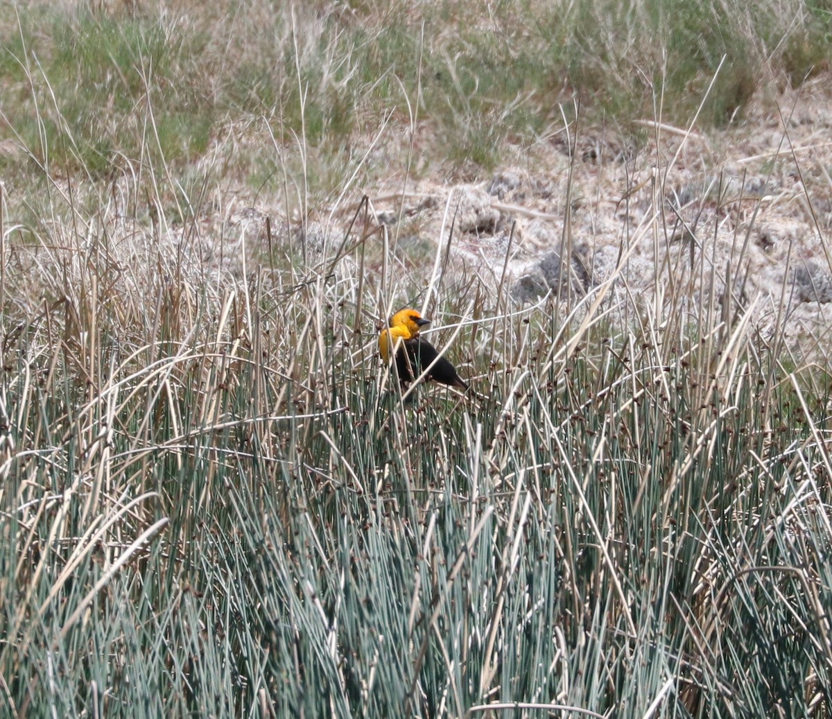 Yellow-headed Blackbird - ML620052518