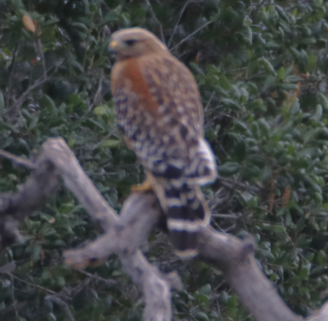 Red-shouldered Hawk - ML620052524