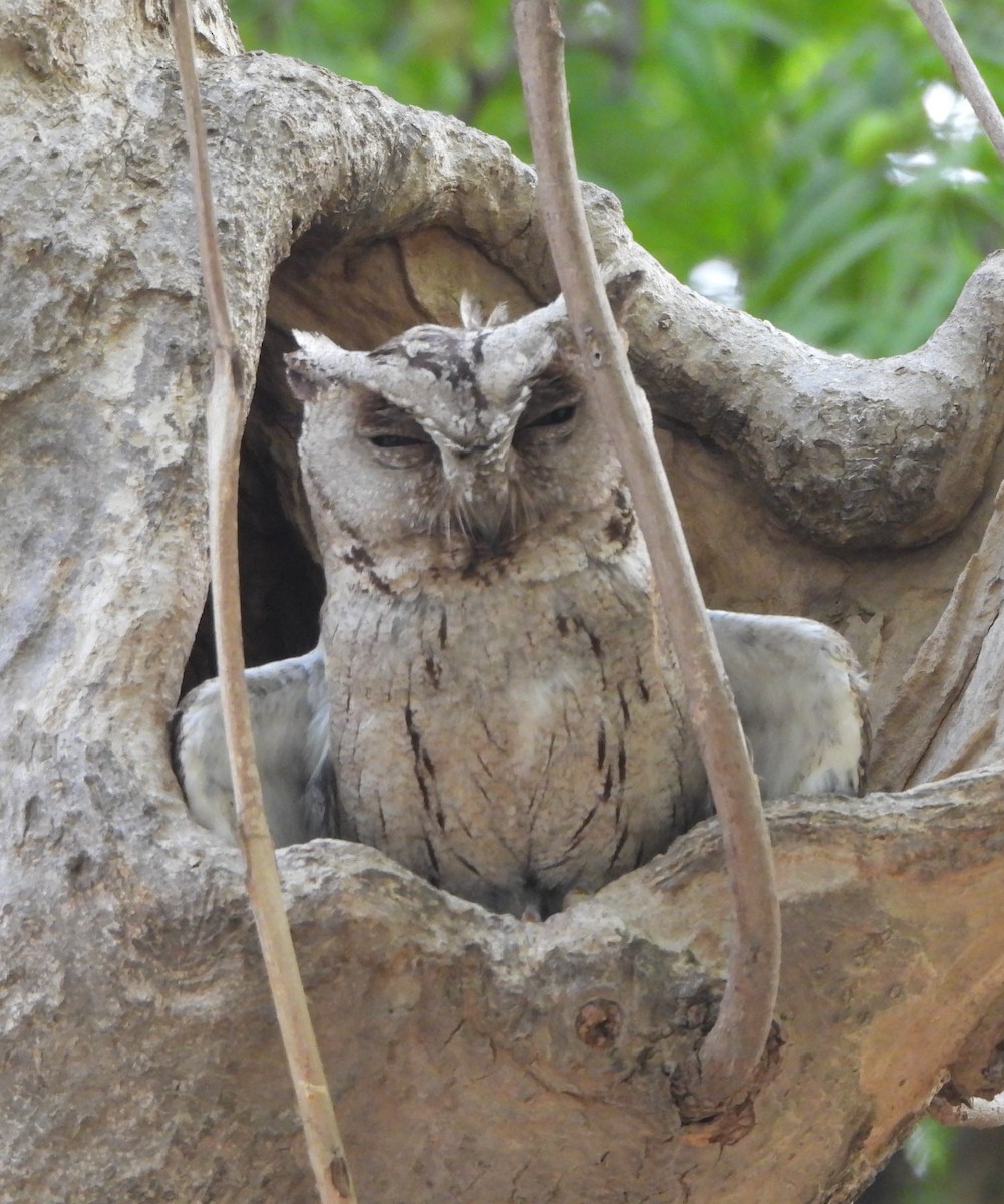 Indian Scops-Owl - ML620052526