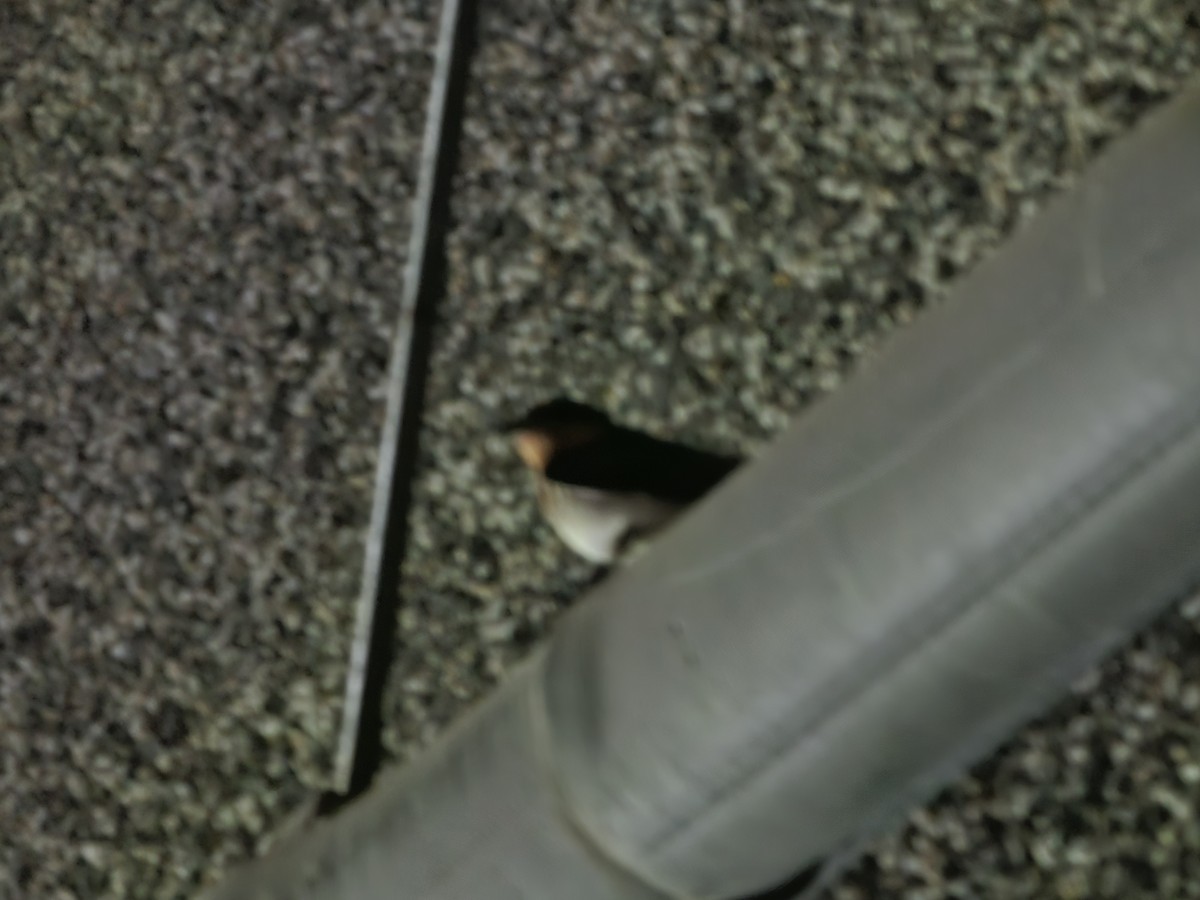 Pacific Swallow - ML620052536