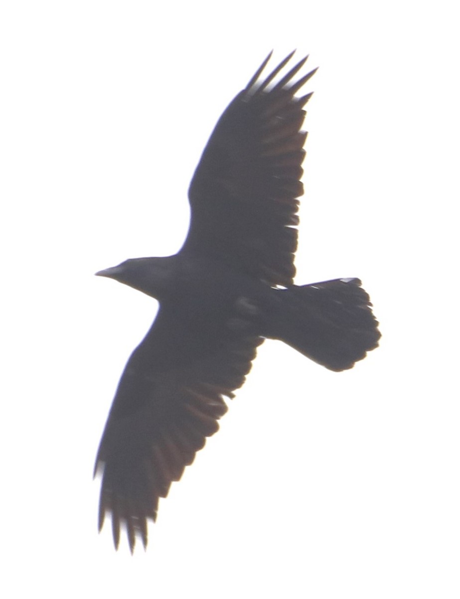 Common Raven - ML620052539