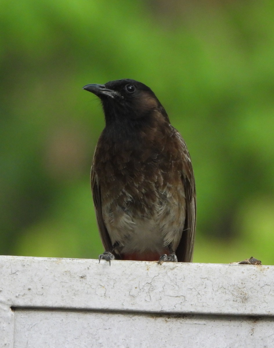 Red-vented Bulbul - ML620052541