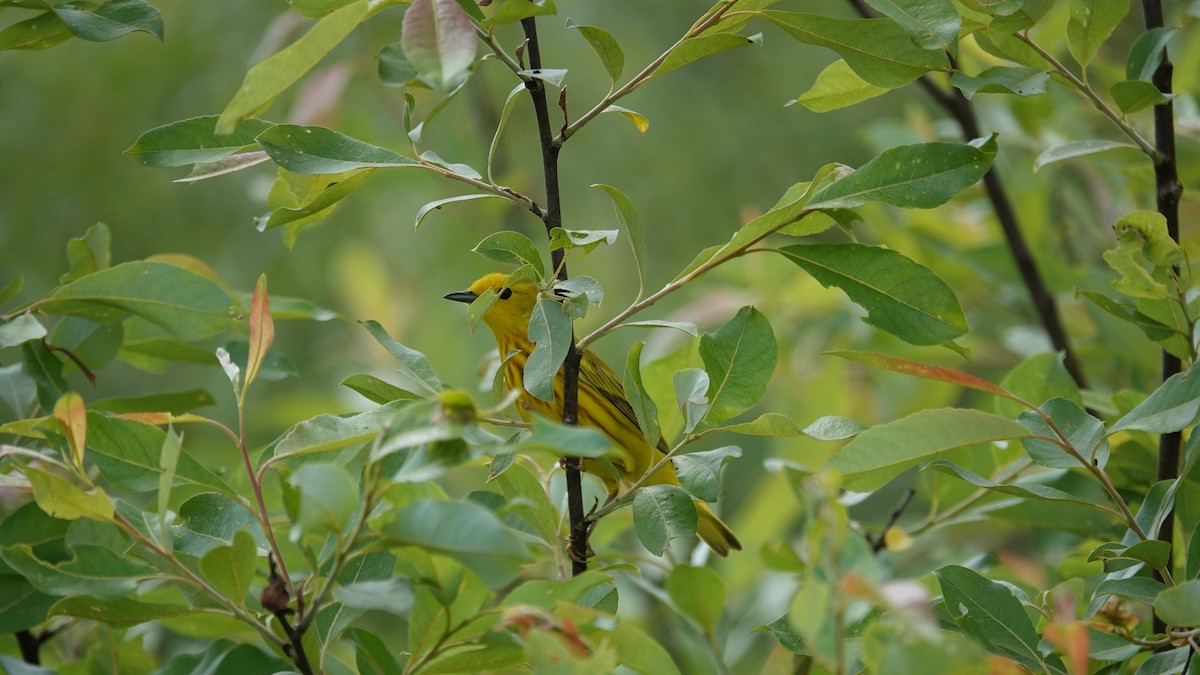 Yellow Warbler - ML620052562